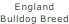 England Bulldog Breed